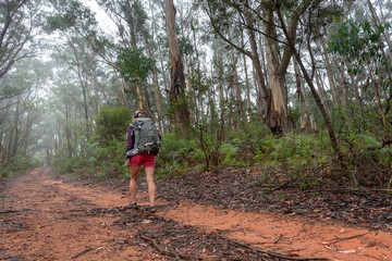 A female hiking in a forest of tall gum trees and eucalyptus with under canopy of ferns and shrubs