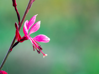 pink lily on black background