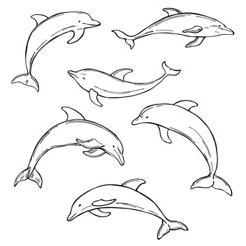 Hand drawn dolphins on white background. Vector  sketch illustration