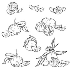 Hand drawn tangerines on white background. Vector  sketch illustration