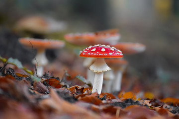 Mushroom close-up with nice colourful bokeh background