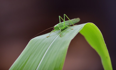 Great green bush-cricket  crawling on green leaf macro photo