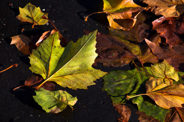 Wet autumn leaves