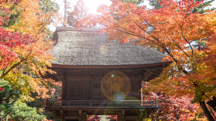 紅葉の葉、赤黄に染まるモミジと茅葺き屋根のお寺