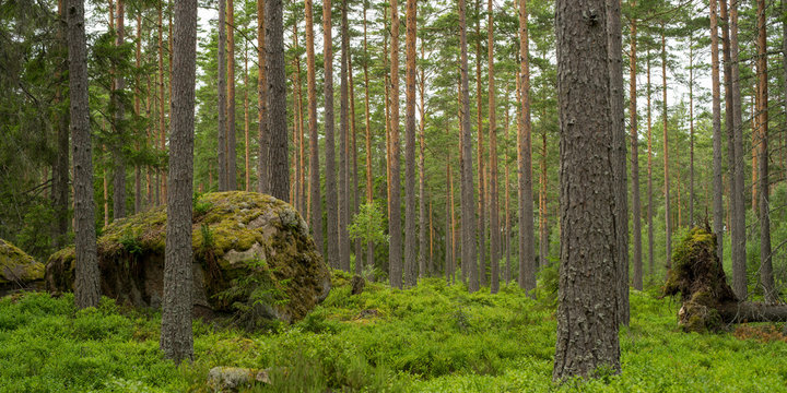 Wald in Samland (Schweden) mit großem Fels