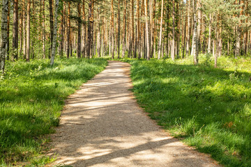 path way in the forest in sunny summer day, beautiful summer  day 