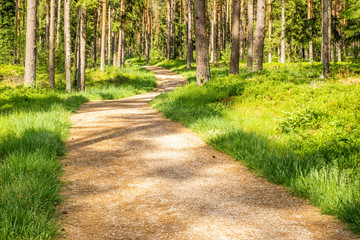 path way in the forest in sunny summer day, beautiful summer  day 