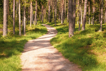 path way in the forest in sunny summer day, beautiful summer  day 