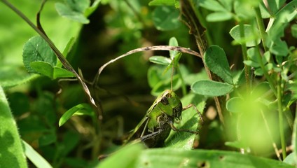 Meadow grasshopper macro of head hidden in the grass