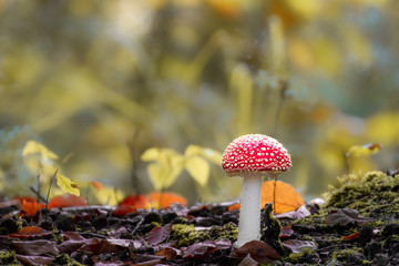 Mushroom close-up with nice colourful bokeh background