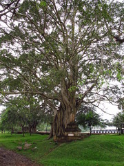 The park in Anuradhapura, Sri Lanka