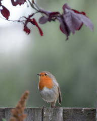 Robin on a fence