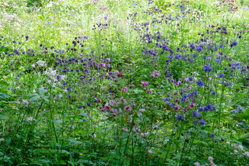 Fototapeta na wymiar Blumenwiese im Sommer