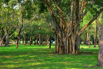 trees in the park