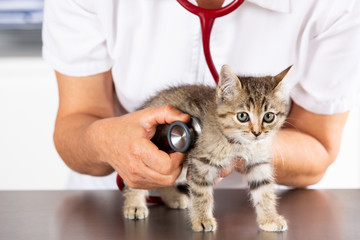 Veterinary clinic with a kitten