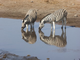 Fototapeta na wymiar Zebra Wasserstelle 