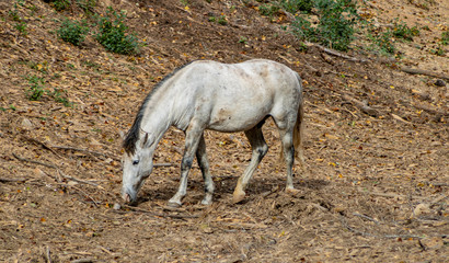 Horses grazing in freedom