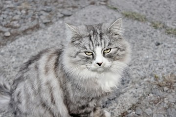 Naklejka na ściany i meble Beautiful push gray cat is sitting on the pavement