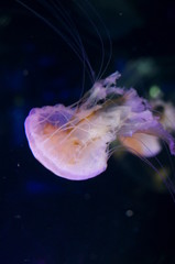 Jellyfish fantastically floating in the water