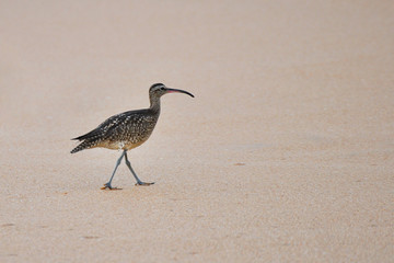 	Whimbrel (Numenius phaeopus)