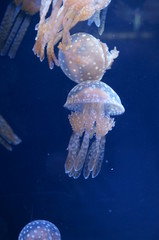 Jellyfish fantastically floating in the water