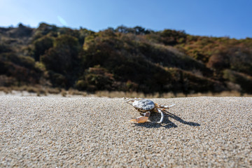 Dead Crab on Empty Beach, Black Sea