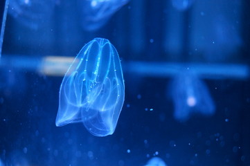 Jellyfish fantastically floating in the water