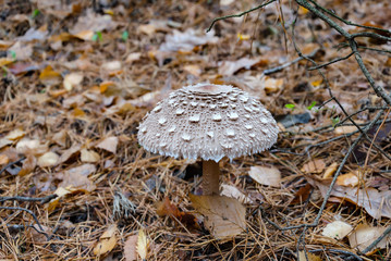 mushroom umbrella with a white cap growing in the forest