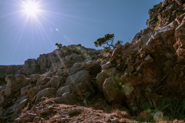 sun rays and a large tree on mountain stones