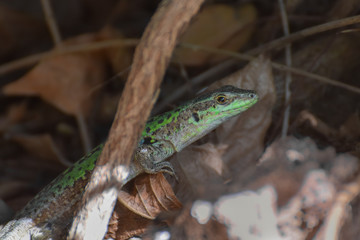 Lizard close-up in Toarmina, Sicily Italy