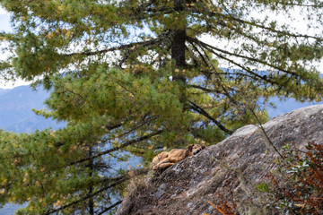 Paro Taktsang in Bhutan