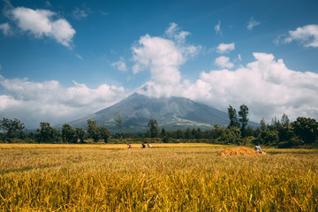 Great Mayon Volcano on Luzon Island Philippines. Yellow Farming Field and Workers, Trees and Bushes, Mountain and Cloudy Sky in Sunny Good Weather Day. Panoramic Photography Landscape © Goinyk
