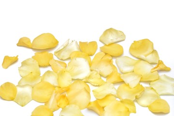 A group of sweet yellow rose corollas on white isolated background