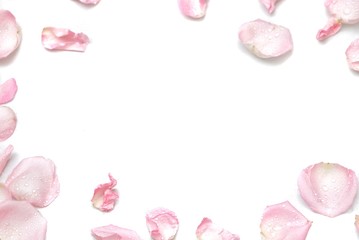 A group of sweet pink rose corollas on white isolated with copy space and softy style 