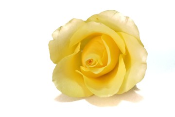 Close up sweet yellow rose flower blossom on white isolated background with copy space