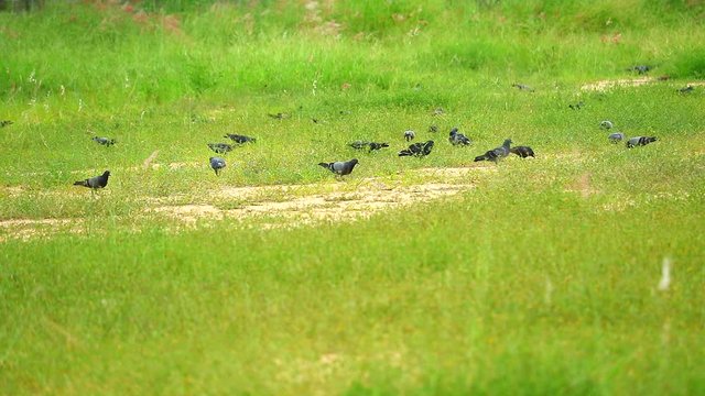 pegions find seed and insect on green grass in the green field