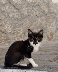 Stray cats on the streets of Castelmola, Sicily, Italy