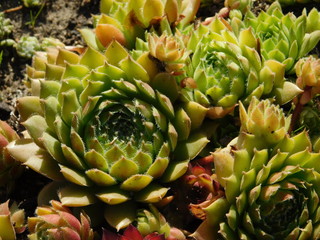 Fototapeta premium Cactus succulent. Succulent brodnik. Perennial flowering plant
