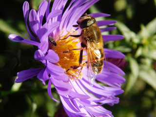   Wasp on a flower. Insect bee collects nectar. Pollinates the flower. bee on a flower.     