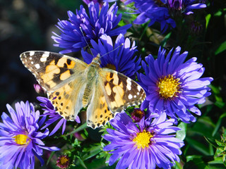 butterfly close-up.macro mode. butterfly on a flower. autumn. flower cornflower. purple flower.blue flower. nature