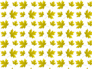  Seamless pattern of yellow autumn leaves on a white background.