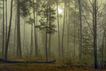 Forest. Autumn. Thick fog enveloped the trees and turned the landscape into a fairy tale scene.