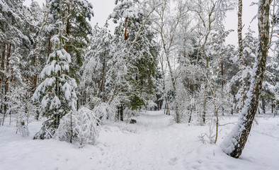 Winter. Snow-covered forest. Branches bend from a lot of snow. Beautiful winter landscape.