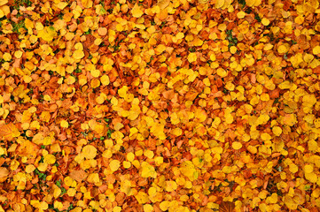 Carpet of fallen yellow leaves in autumn on the ground. Background