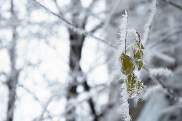 Winter leaf