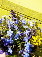 Photo of blue summer flowers