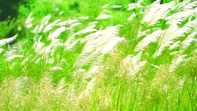 white color grass flowers swing by wind in green meadow background