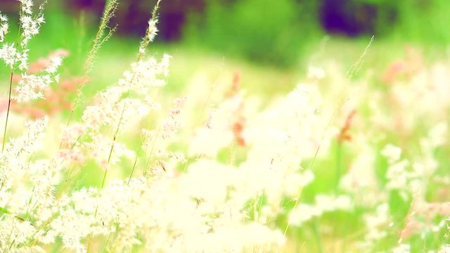 white grass flowers green leaves swing by wind in green field background
