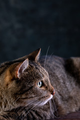 Portrait of shorthair grey cat with big wide face on Isolated Black background.