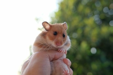 close up hamster on bokeh background